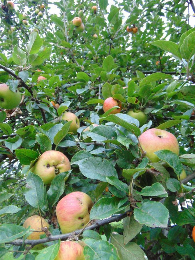 Willa Apple House Cetynia Zewnętrze zdjęcie